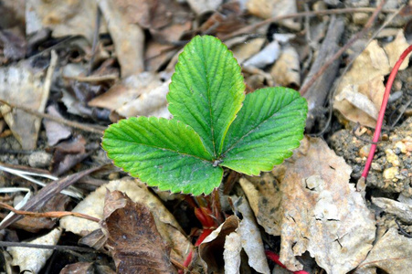 成长 颜色 季节 第一 草莓 春天 农业 树叶 地球 森林