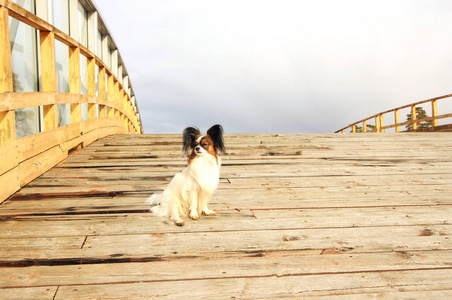 小狗皮皮龙坐在靠天的木桥上图片