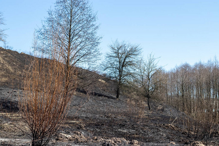 野火 乌克兰 破坏 森林 纵火 燃烧 天空 领域 季节 灌木