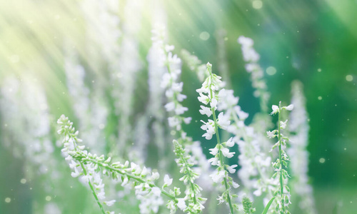 环境 风景 软的 生态学 森林 开花 夏天 阳光 植物区系