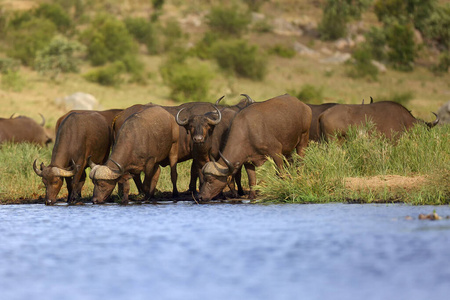 野生动物 游猎 克鲁格 稀树草原 自然 非洲 荒野 哺乳动物