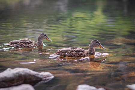 鸭子 美丽的 游泳 动物 野生动物 池塘 自然 羽毛 特写镜头