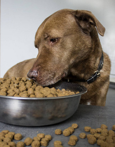 食物 犬科动物 兽医 最好的朋友 有趣的 繁殖 朋友 美丽的