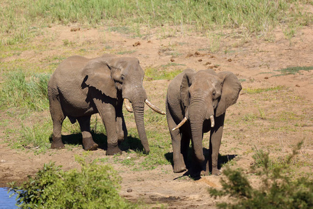 稀树草原 哺乳动物 象牙 灌木 大象 克鲁格 非洲 非洲人