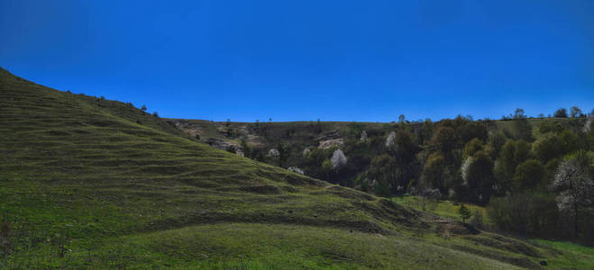 摄影 森林 环境 美丽的 领域 自然 场景 风景 植物 日出