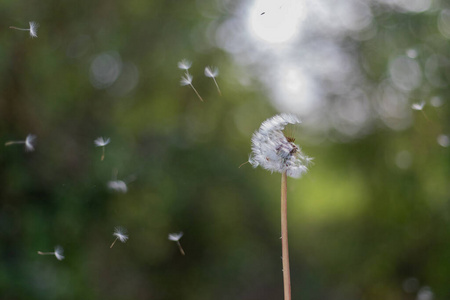 集中 花园 阳光 种子 羽毛 露水 花的 生活 环境 特写镜头