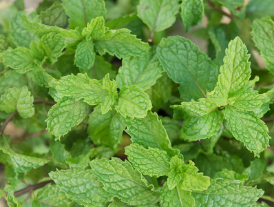 药房 薄荷醇 治疗 植物 花园 蔬菜 树叶 草本植物 留兰香