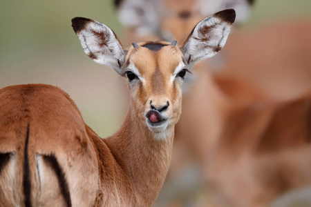 耳朵 动物 食草动物 可爱的 国家的 大草原 舌头 有趣的