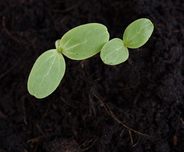 幼树 地面 照顾 生长 商业 生活 栽培 农业 植物学 花园