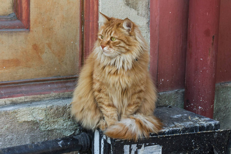 楼梯 猫科动物 街道 亚洲 动物 漂亮的 可爱的 旅行 小猫