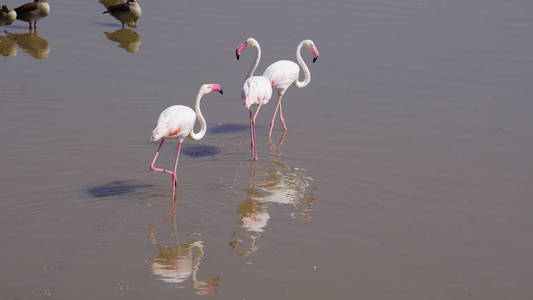 旅行 游猎 自然 公园 野生动物 粉红色 鸟类学 安波塞利