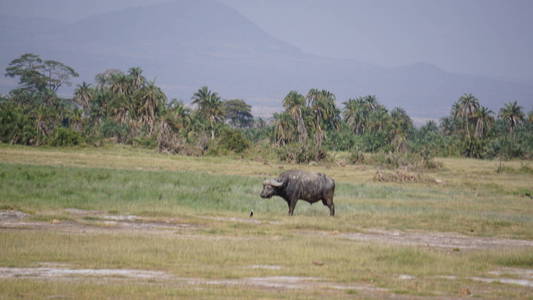 玛拉 肖像 非洲 水牛 肯尼亚 安波塞利 动物 荒野 非洲狩猎