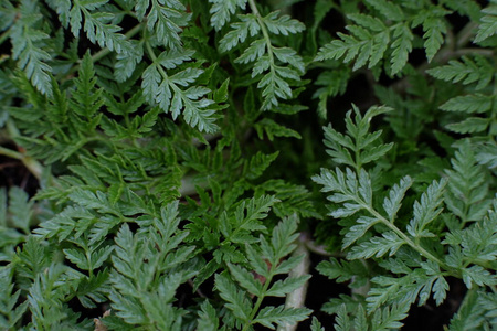 植物区系 草本植物 自然 食物 荨麻 生长 花园 蕨类植物