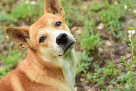 美丽的 木材 纯种 自然 肖像 犬科动物 朋友 宠物 夏天