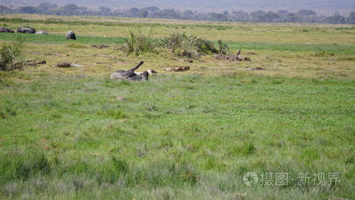 马赛 大草原 纳库鲁 储备 动物 非洲狩猎 纳米比亚 荒野
