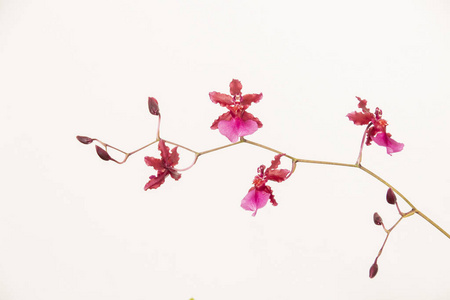 花束 植物学 文心兰 植物区系 粉红色 特写镜头 美女 花瓣