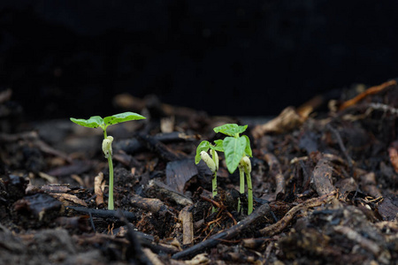 蔬菜 机会 栽培 农业 生活 新的 照顾 太阳 发芽 自然