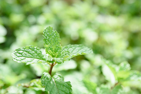 食物 薄荷醇 香料 芳香 草本植物 蔬菜 植物 园艺 自然