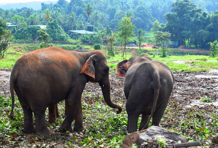 森林 动物 野生动物 亚洲 国家的 旅行 可爱的 旅游业