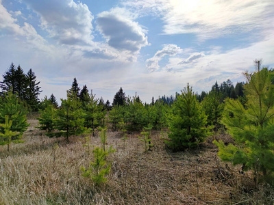 欧洲 春天 美丽的 季节 森林 夏天 实地考察 风景 木材