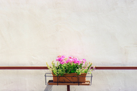 植物 夏天 水泥 纹理 自然 混凝土 美丽的 花瓶 复制空间