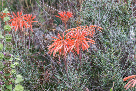 旅游业 山谷 省份 荒地 草地 旅行 峡谷 沙漠 土地 世界