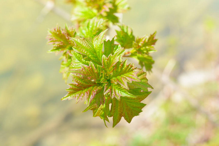 植物 春天 早晨 自然 森林 开花 分支