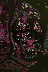 组织 显微镜检查 果序 研究 植物学 花粉 组织学 细胞