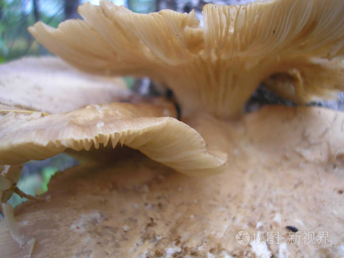 食物 蔬菜 植物 蘑菇 帽子 自然 真菌 秋天 香菇 森林