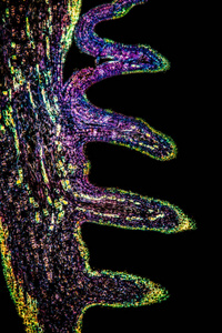 细胞 组织学 放大倍数 组织 研究 显微镜检查 植物学 科学