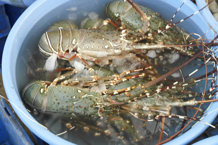 美味的 饮食 美食家 晚餐 抓住 海洋 食物 龙虾 沙丁油鱼