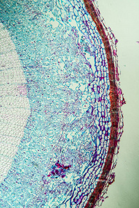 分支 渡槽 锦葵 生物学 细胞 科学 放大倍数 巴斯特 树皮