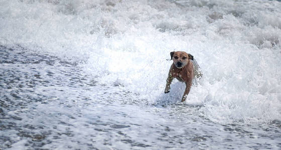 英语 可爱的 小狗 繁殖 自然 波浪 跑步 海洋 幼犬 狮子狗