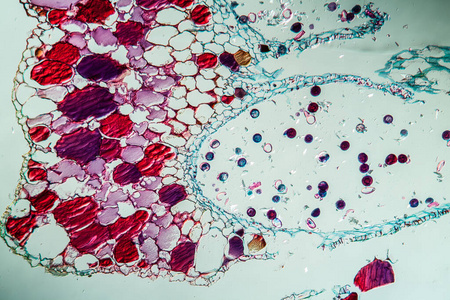 显微镜检查 植物 组织 细胞 研究 花粉 发芽 放大倍数