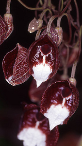 附生植物 木兰类植物 马兜铃 植物 花儿 墨西哥