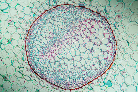 蕨类植物 苞片 显微镜检查 研究 细胞 生物学 放大倍数