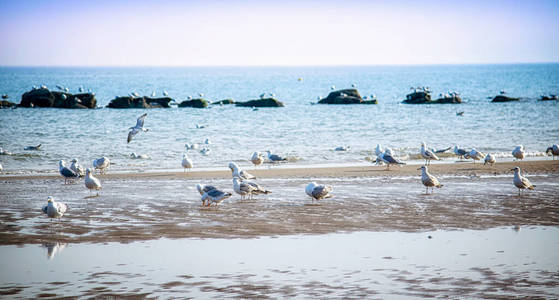 风景 海鸥 日落 海滨 飞行 动物 海洋 海滩 自然