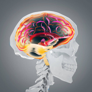 放射学 插图 病人 健康 技术 损伤 神经元 解剖 骨架