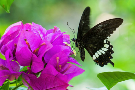 春天 动物 翅膀 婆罗洲 亚洲 蝴蝶 自然 野生动物 菲律宾
