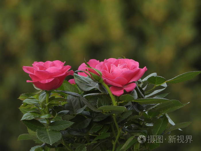 粉红色 漂亮的 花园 情人 花瓣 花的 树叶 盛开 春天