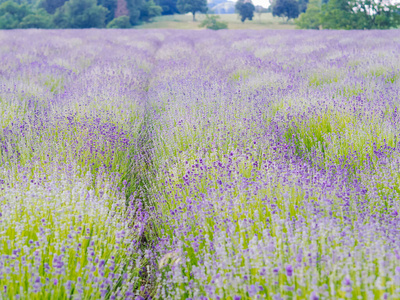 花的 夏天 普罗旺斯 草药 法国 风景 美丽的 自然 花束