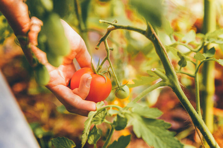 成长 素食主义者 园艺 营养 女孩 农民 工人 篮子 花园