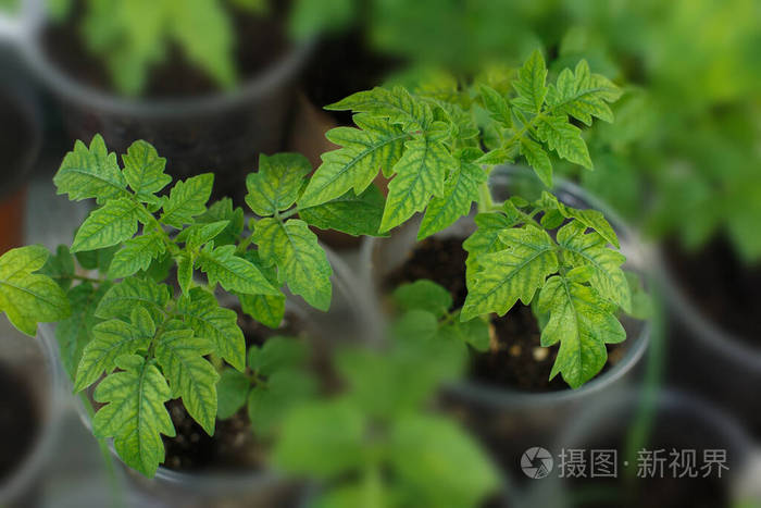 受损或患病番茄叶的特写镜头,绿色叶子上散落着均匀分布的黄色和浅