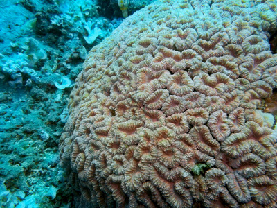 动物 水下 世界 自然 潜水 海洋 珊瑚 热带
