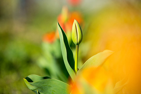 春天 植物区系 颜色 自然 花的 夏天 开花 植物 美丽的