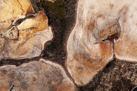 戒指 材料 生长 森林 林业 树桩 核心 木材 深的 纹理