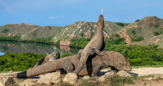 巨人 舌头 恐龙 印度尼西亚 蜥蜴 动物 危险的 荒野 弗洛雷斯