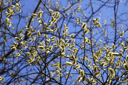 生长 树叶 樱桃 分支 植物区系 开花 柳树 花园 自然