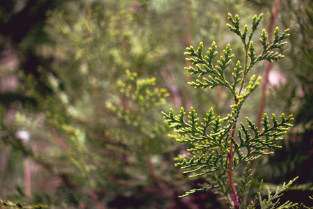 灌木 自然 植物 圣诞节 季节 夏天 花园 分支 冷杉 树叶