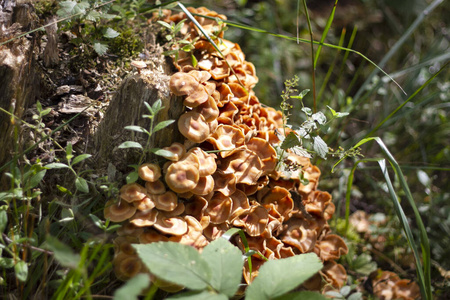 美食家 植物 真菌学 素食主义者 季节 秋天 森林 食物
